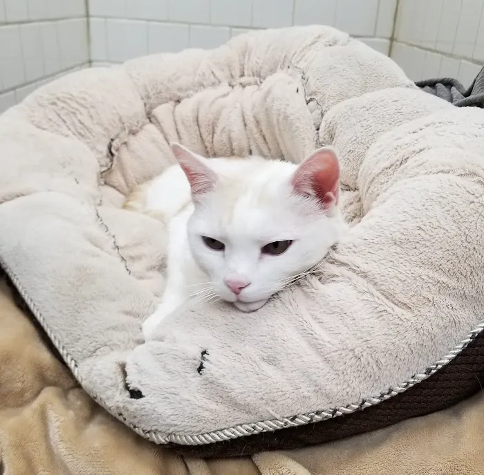 All Pets Medical Centre Picture 7