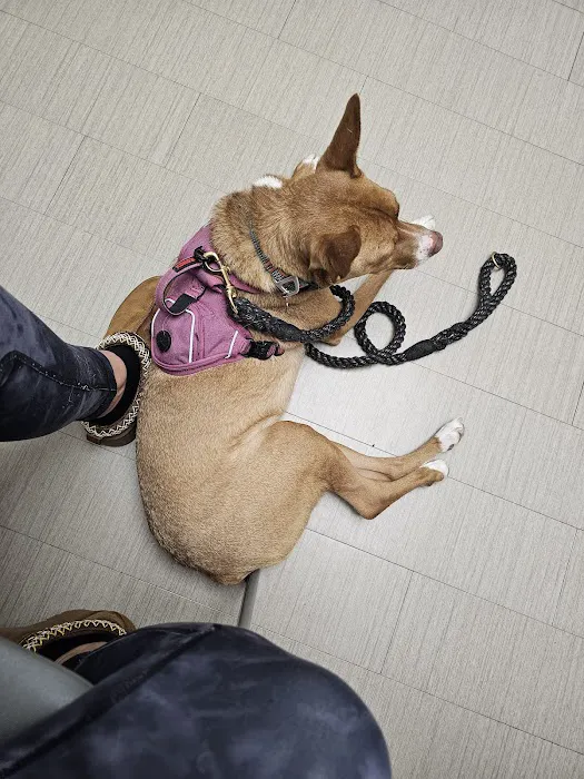 VCA Parkwood Animal Hospital Picture 1