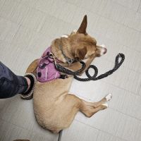 VCA Parkwood Animal Hospital ico