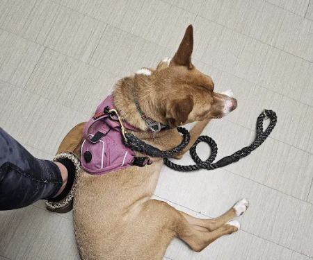 VCA Parkwood Animal Hospital