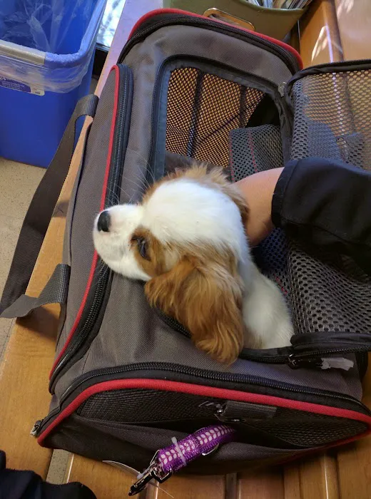 VCA Parkwood Animal Hospital Picture 3