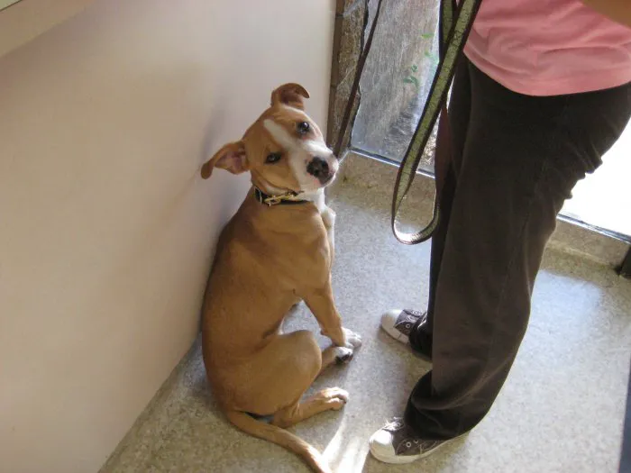 VCA Parkwood Animal Hospital Picture 2