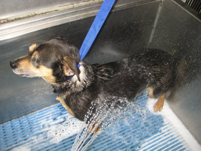 VCA Parkwood Animal Hospital Picture 8