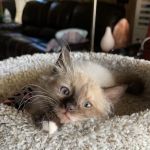 Fallbrook Veterinary Clinic