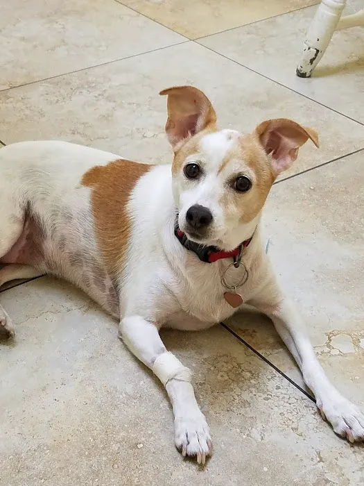 Fallbrook Veterinary Clinic Picture 6