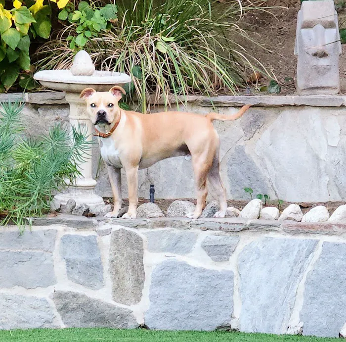 Southern California Veterinary Hospital & Animal Skin Clinic Picture 3