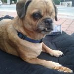 Southern California Veterinary Hospital & Animal Skin Clinic