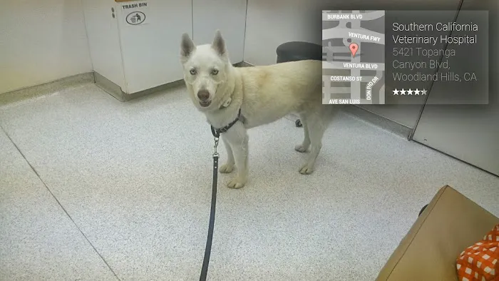 Southern California Veterinary Hospital & Animal Skin Clinic Picture 5