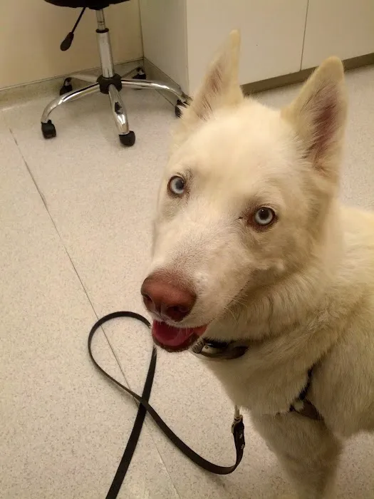 Southern California Veterinary Hospital & Animal Skin Clinic Picture 7