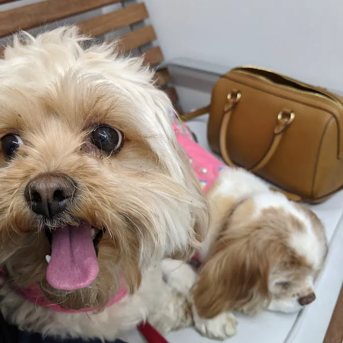 Southern California Veterinary Hospital & Animal Skin Clinic Picture 9