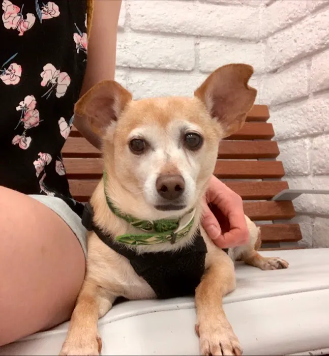 Southern California Veterinary Hospital & Animal Skin Clinic Picture 4
