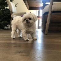West Hills Animal Hospital ico