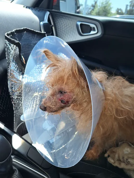 VCA Veterinary Specialists of the Valley Picture 1