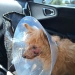 VCA Veterinary Specialists of the Valley