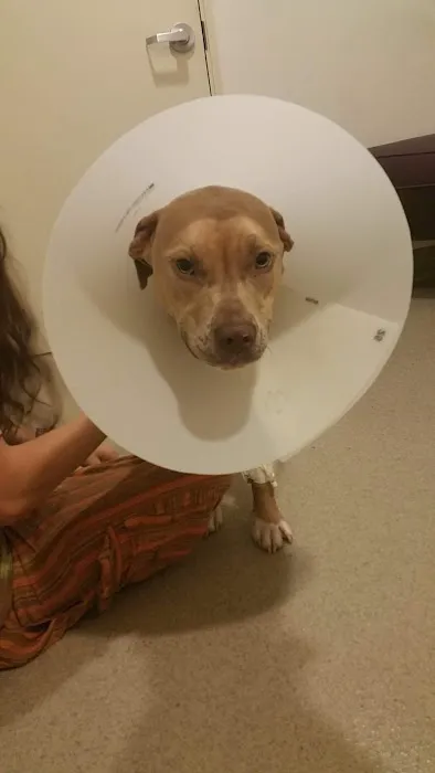 VCA Veterinary Specialists of the Valley Picture 10