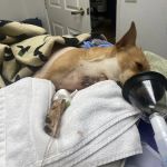 Woodland Hills Pet Clinic, Dr. April Linson