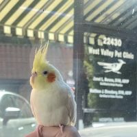 West Valley Pet Clinic ico