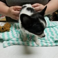Rancho Regional Veterinary Hospital ico
