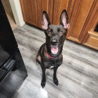 PetEmerg Emergency Animal Hospital ico