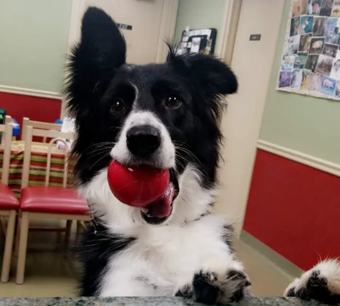 Chino veterinary clinic Picture 2
