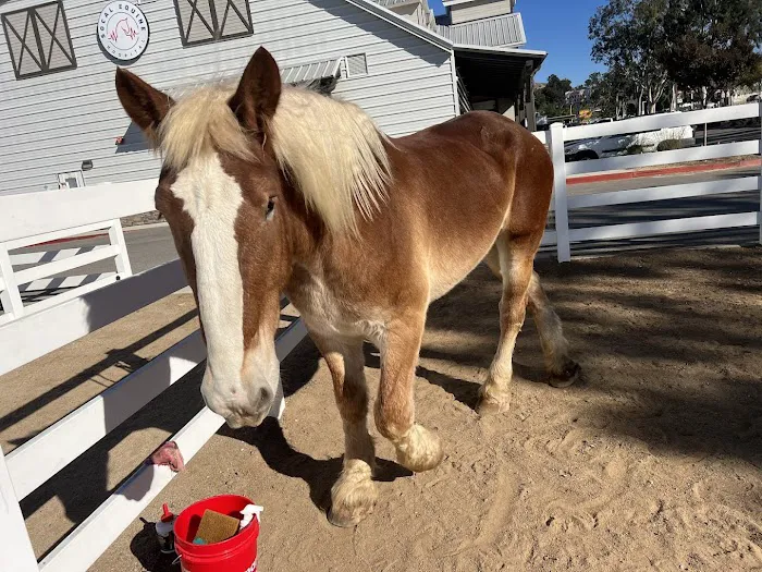 SoCal Equine Hospital Picture 3