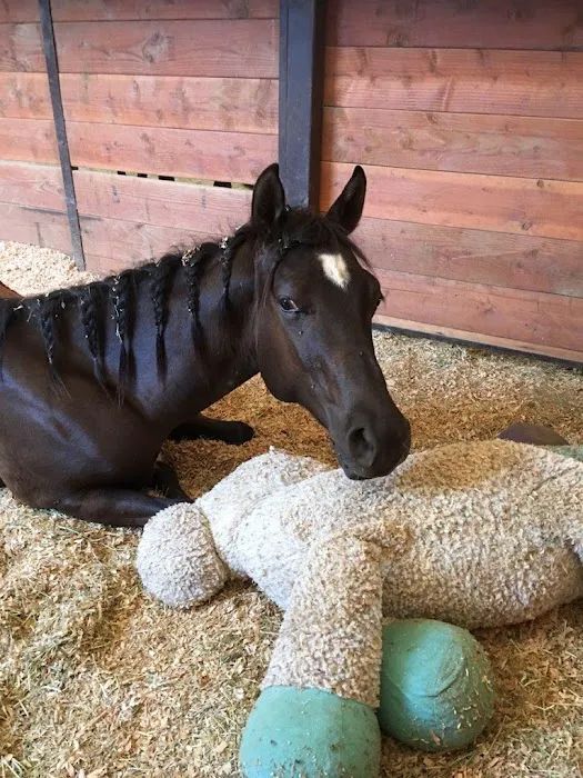 SoCal Equine Hospital Picture 9