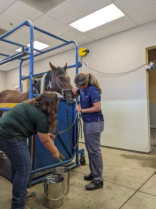 SoCal Equine Hospital Picture 8