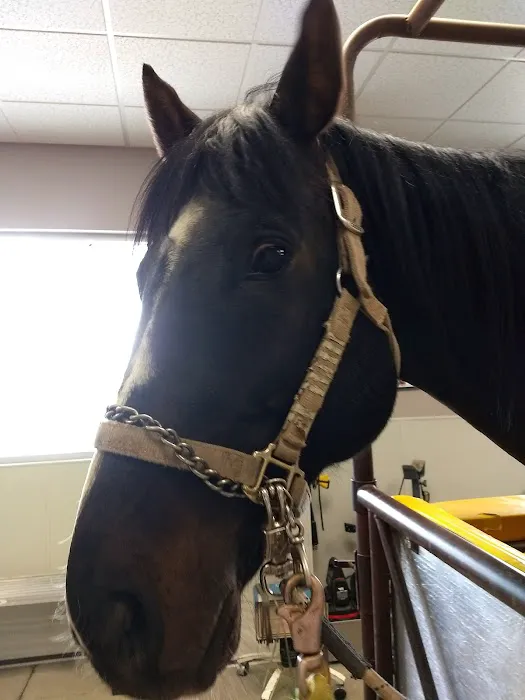 SoCal Equine Hospital Picture 5