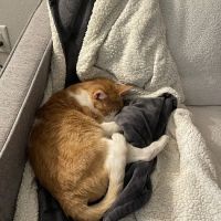Norco Animal Hospital at SoCalVetGroup ico