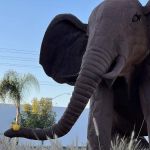 Animal Care Services