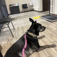 Heritage Animal Hospital, Urgent Care and Surgical Center ico