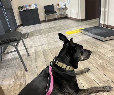 Heritage Animal Hospital, Urgent Care and Surgical Center