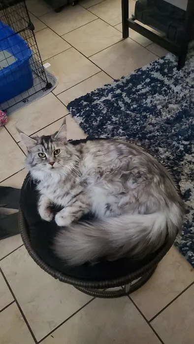 Cat's Maine Coons Picture 2