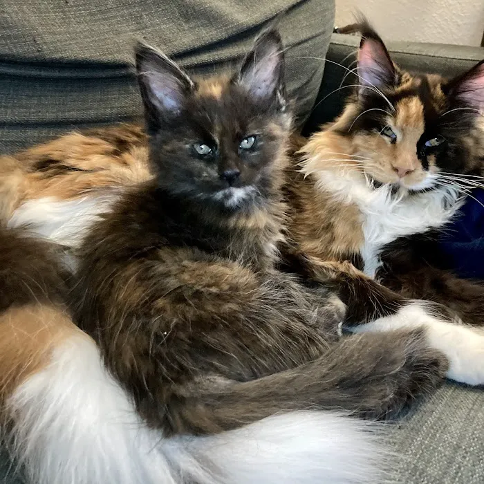 Cat's Maine Coons Picture 3