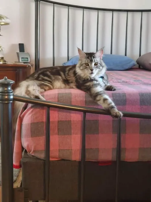 Cat's Maine Coons Picture 1
