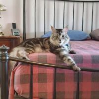 Cat's Maine Coons ico