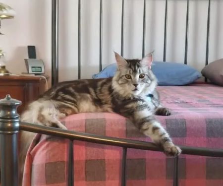 Cat's Maine Coons