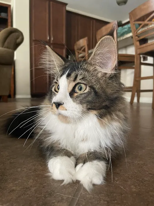 Cat's Maine Coons Picture 5