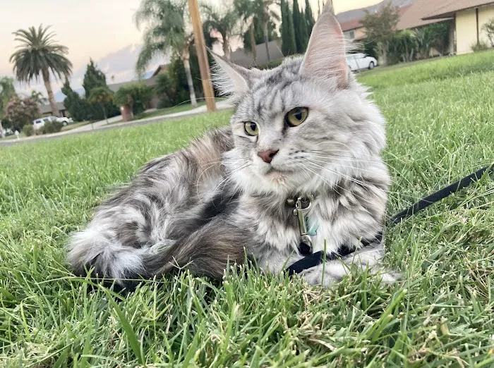 Cat's Maine Coons Picture 6