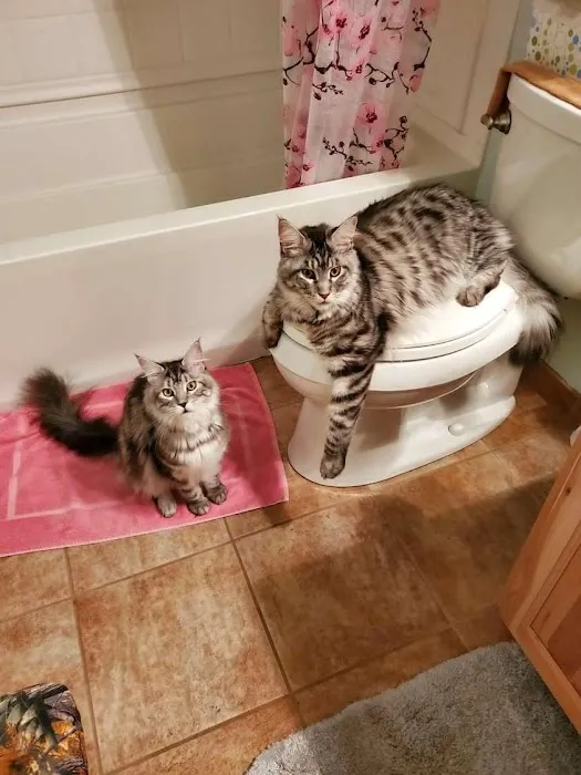 Cat's Maine Coons Picture 8