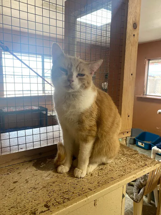 Room 8 Memorial Cat Foundation Picture 1