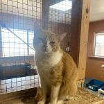 Room 8 Memorial Cat Foundation