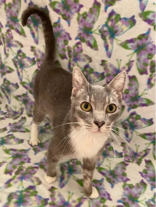 Room 8 Memorial Cat Foundation Picture 7