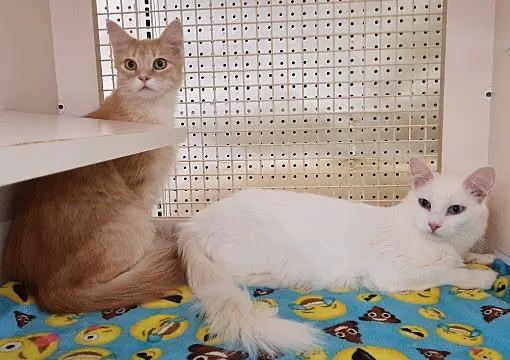 Room 8 Memorial Cat Foundation Picture 4