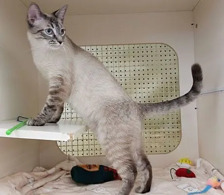 Room 8 Memorial Cat Foundation Picture 2