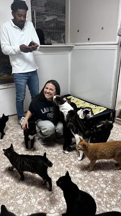 Room 8 Memorial Cat Foundation Picture 3