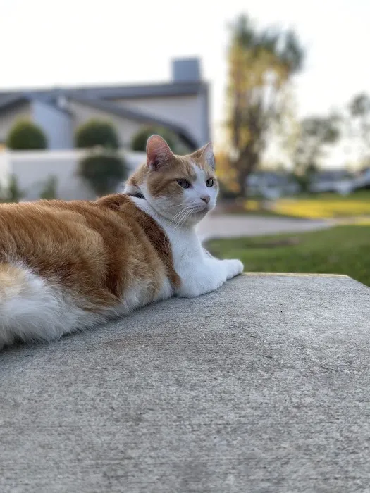 Room 8 Memorial Cat Foundation Picture 5
