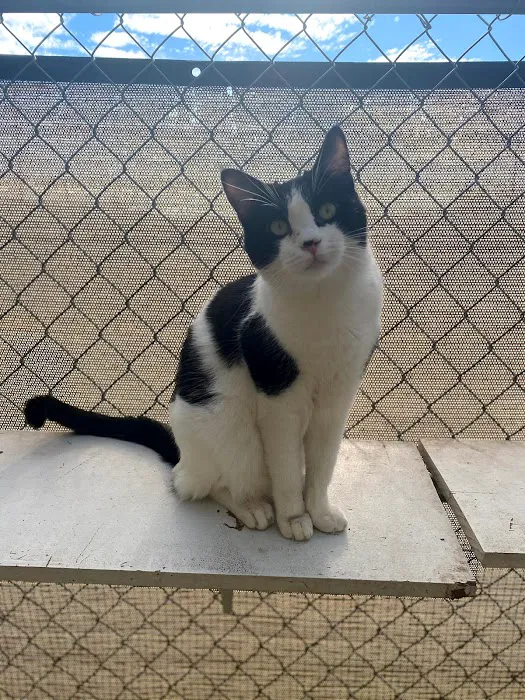 Room 8 Memorial Cat Foundation Picture 9