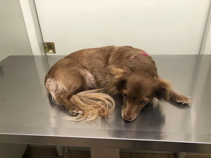 Pedley Veterinary Hospital Picture 3