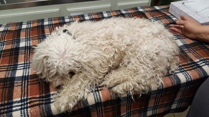 Pedley Veterinary Hospital Picture 2